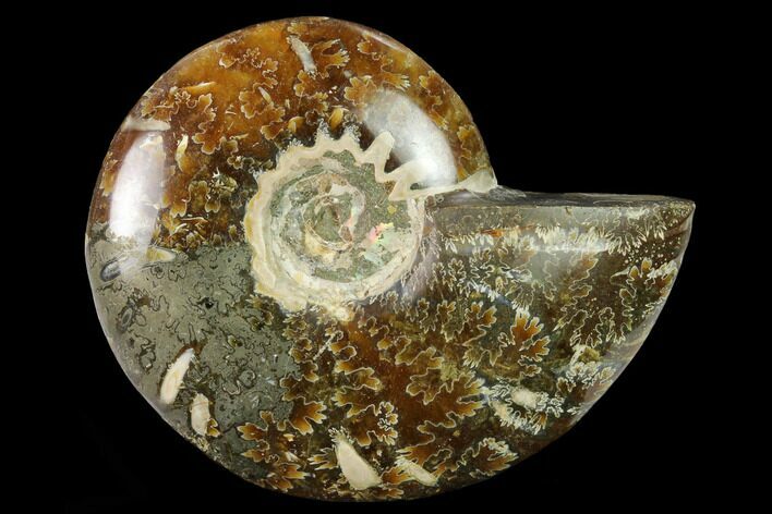 Polished Ammonite (Cleoniceras) Fossil - Madagascar #166655